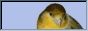 russian canaries